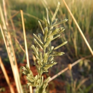 Eragrostis cilianensis at Cook, ACT - 17 Jan 2019