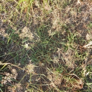 Eragrostis cilianensis at Cook, ACT - 17 Jan 2019