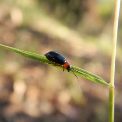 Adoxia benallae (Leaf beetle) at Mount Painter - 21 Jan 2019 by CathB