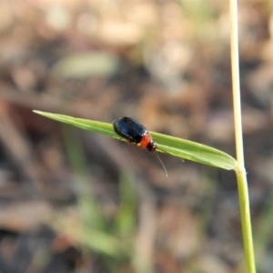 Adoxia benallae at Cook, ACT - 22 Jan 2019 07:50 AM