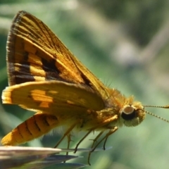 Ocybadistes walkeri (Green Grass-dart) at Stromlo, ACT - 20 Jan 2019 by Christine