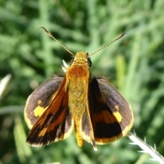 Ocybadistes walkeri at Stromlo, ACT - 21 Jan 2019 09:24 AM