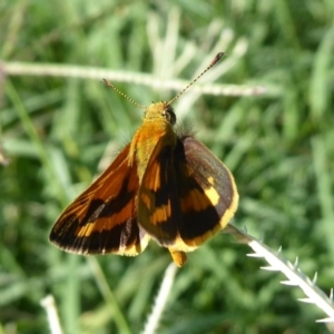 Ocybadistes walkeri at Stromlo, ACT - 21 Jan 2019 09:24 AM