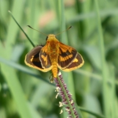 Ocybadistes walkeri at Stromlo, ACT - 21 Jan 2019