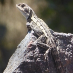 Amphibolurus muricatus (Jacky Lizard) at Cotter River, ACT - 20 Jan 2019 by Christine