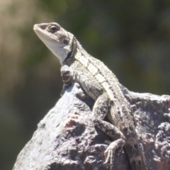 Amphibolurus muricatus at Cotter River, ACT - 21 Jan 2019 10:56 AM