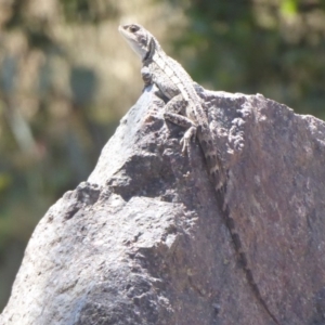 Amphibolurus muricatus at Cotter River, ACT - 21 Jan 2019