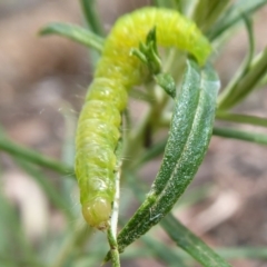 Lepidoptera unclassified IMMATURE moth at Namadgi National Park - 21 Jan 2019 by Christine