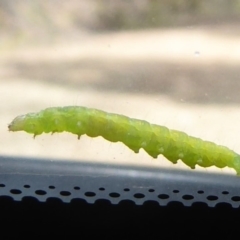 Lepidoptera unclassified IMMATURE at Cotter River, ACT - 21 Jan 2019