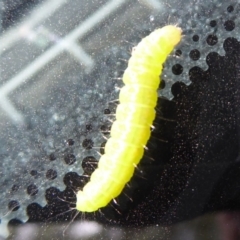 Lepidoptera unclassified IMMATURE at Cotter River, ACT - 21 Jan 2019