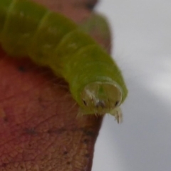 Lepidoptera unclassified IMMATURE at Cotter River, ACT - 21 Jan 2019