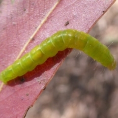 Lepidoptera unclassified IMMATURE at Cotter River, ACT - 21 Jan 2019 12:56 PM