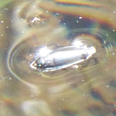 Gyrinidae sp. (family) (Unidentified whirligig beetle) at Lower Cotter Catchment - 21 Jan 2019 by Christine