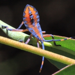 Amorbus sp. (genus) at Ainslie, ACT - 22 Jan 2019