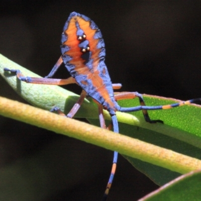 Amorbus (genus) (Eucalyptus Tip bug) at Ainslie, ACT - 22 Jan 2019 by jb2602