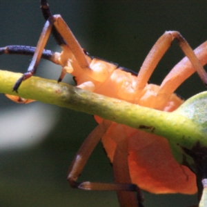 Amorbus (genus) at Ainslie, ACT - 22 Jan 2019 02:43 PM