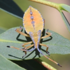 Amorbus (genus) at Ainslie, ACT - 22 Jan 2019 02:43 PM