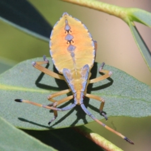 Amorbus (genus) at Ainslie, ACT - 22 Jan 2019 02:43 PM