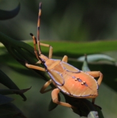 Amorbus (genus) at Ainslie, ACT - 22 Jan 2019 02:43 PM