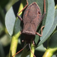 Amorbus (genus) (Eucalyptus Tip bug) at Ainslie, ACT - 22 Jan 2019 by jb2602