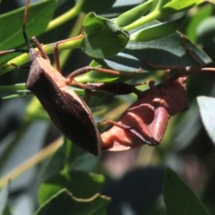 Amorbus sp. (genus) at Ainslie, ACT - 22 Jan 2019