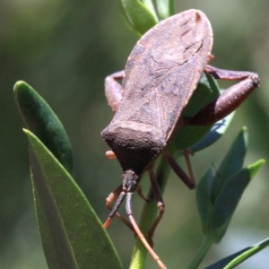 Amorbus sp. (genus) at Ainslie, ACT - 22 Jan 2019