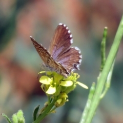 Theclinesthes serpentata (Saltbush Blue) at Queanbeyan West, NSW - 20 Jan 2019 by RodDeb