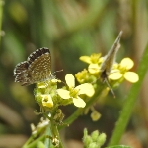 Theclinesthes serpentata at Queanbeyan West, NSW - 20 Jan 2019