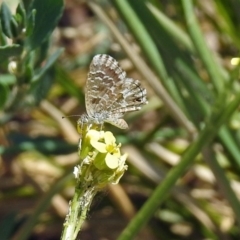 Theclinesthes serpentata at Queanbeyan West, NSW - 20 Jan 2019