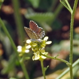 Theclinesthes serpentata at Queanbeyan West, NSW - 20 Jan 2019