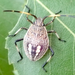 Poecilometis sp. (genus) at Ainslie, ACT - 22 Jan 2019