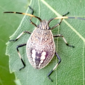 Poecilometis sp. (genus) at Ainslie, ACT - 22 Jan 2019