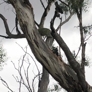 Callocephalon fimbriatum at Red Hill, ACT - 17 Jan 2019