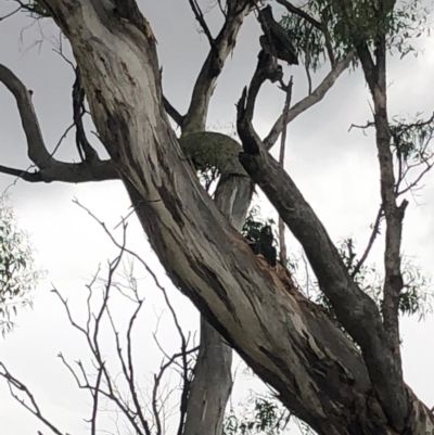 Callocephalon fimbriatum (Gang-gang Cockatoo) at Red Hill Nature Reserve - 17 Jan 2019 by Thehappywanderer