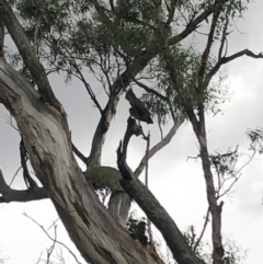 Callocephalon fimbriatum at Red Hill, ACT - 17 Jan 2019