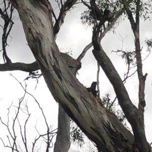 Callocephalon fimbriatum at Red Hill, ACT - 17 Jan 2019