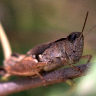 Phaulacridium vittatum (Wingless Grasshopper) at Ainslie, ACT - 22 Jan 2019 by jb2602