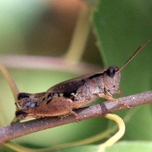 Phaulacridium vittatum at Ainslie, ACT - 22 Jan 2019 11:57 AM