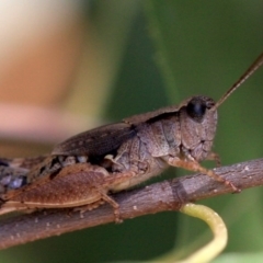 Phaulacridium vittatum at Ainslie, ACT - 22 Jan 2019 11:57 AM