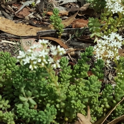 Sedum album (White Stonecrop) at Isaacs Ridge and Nearby - 19 Jan 2019 by Mike