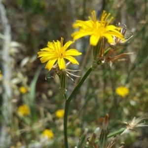 Chondrilla juncea at Tuggeranong DC, ACT - 20 Jan 2019 11:13 AM