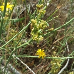 Chondrilla juncea at Tuggeranong DC, ACT - 20 Jan 2019 11:13 AM