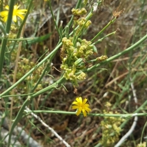 Chondrilla juncea at Tuggeranong DC, ACT - 20 Jan 2019