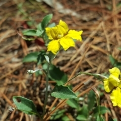 Goodenia hederacea subsp. hederacea (Ivy Goodenia, Forest Goodenia) at Jerrabomberra, ACT - 20 Jan 2019 by Mike