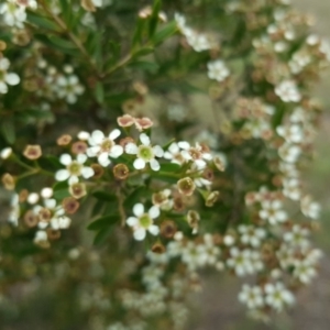 Baeckea utilis at Tuggeranong DC, ACT - 20 Jan 2019