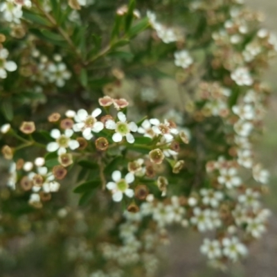 Baeckea utilis (Mountain Baeckea) at Tuggeranong DC, ACT - 20 Jan 2019 by Mike