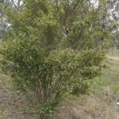 Baeckea utilis at Tuggeranong DC, ACT - 20 Jan 2019