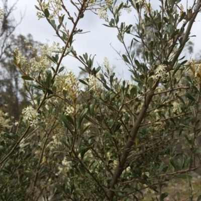 Bursaria spinosa subsp. lasiophylla (Australian Blackthorn) at Tuggeranong DC, ACT - 20 Jan 2019 by Mike
