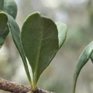 Bursaria spinosa subsp. lasiophylla at Tuggeranong DC, ACT - 20 Jan 2019