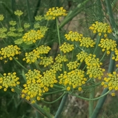 Foeniculum vulgare (Fennel) at Jerrabomberra, ACT - 20 Jan 2019 by Mike